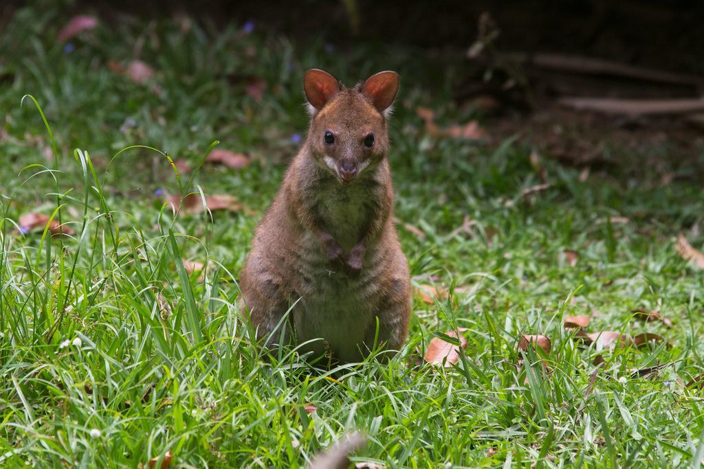 Crater Lakes Rainforest Cottages Yungaburra Bagian luar foto