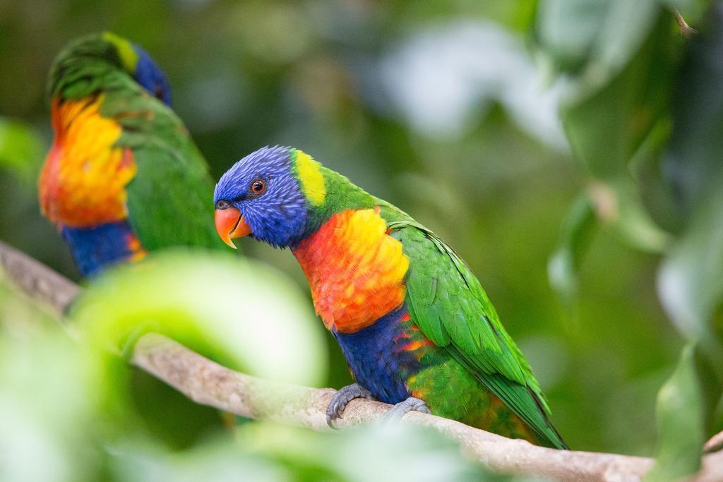 Crater Lakes Rainforest Cottages Yungaburra Bagian luar foto