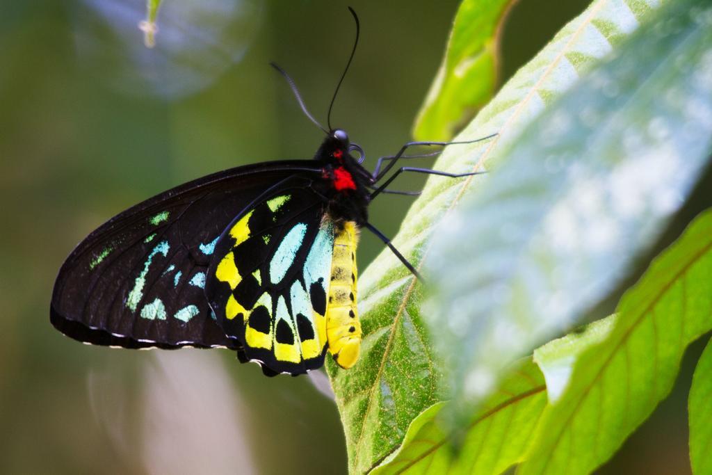 Crater Lakes Rainforest Cottages Yungaburra Bagian luar foto
