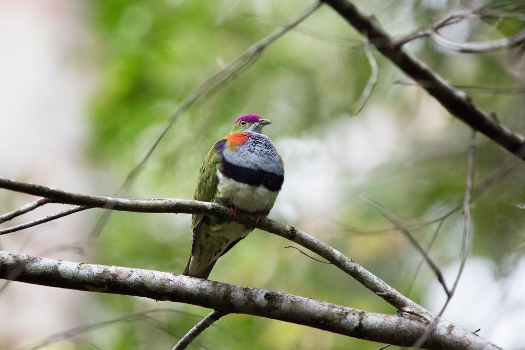 Crater Lakes Rainforest Cottages Yungaburra Bagian luar foto