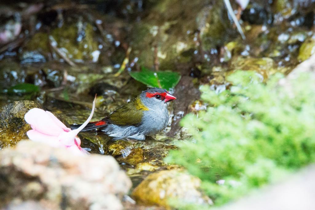 Crater Lakes Rainforest Cottages Yungaburra Bagian luar foto