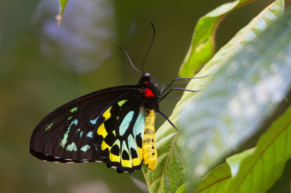 Crater Lakes Rainforest Cottages Yungaburra Bagian luar foto
