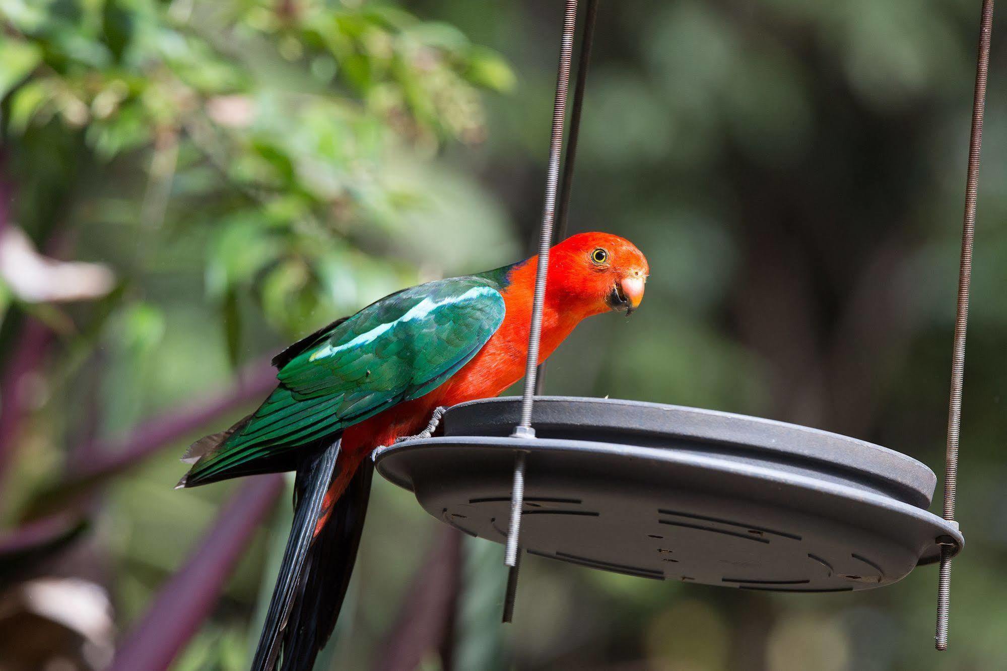 Crater Lakes Rainforest Cottages Yungaburra Bagian luar foto